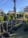 Фото компанії Вирощування і продаж туй