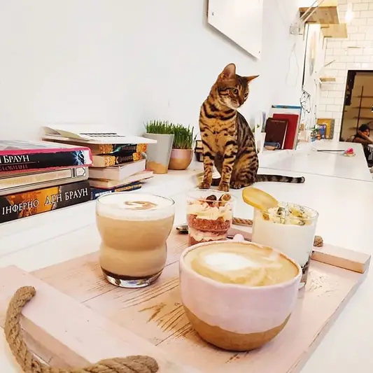 Фото компанії Cats and Coffee