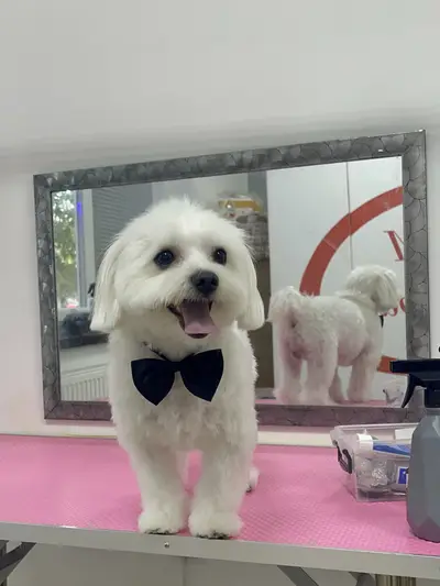 Фото компанії A&M PET GOODS