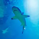 Фото компанії OCEANARIUM LVIV