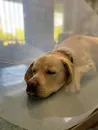 Фото компанії Ветеринарний кабінет "Vetpraktik"