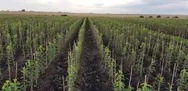 Фото компанії Саджанці та насіння для саду