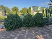 Фото компанії Обрізка дерев