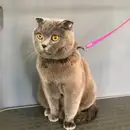 Фото компанії Грумінг салон "It's Grooming Time!"