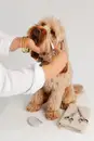 Фото компанії Barber Pet Еліт