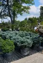 Фото компанії Садовий центр "Giant Tree"