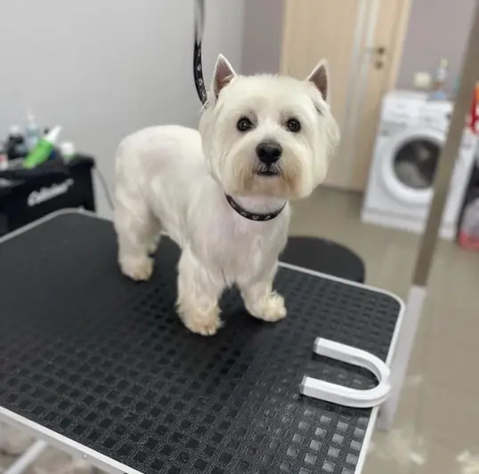 Фото компанії Grooming dog