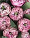 Фото компанії Студія квітів та декору "VERES FLORAL"