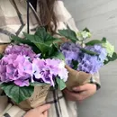 Фото компанії Магазин квітів "la_BoTANICA"