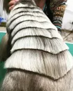 Фото компанії Грумінг студія "Лоран"
