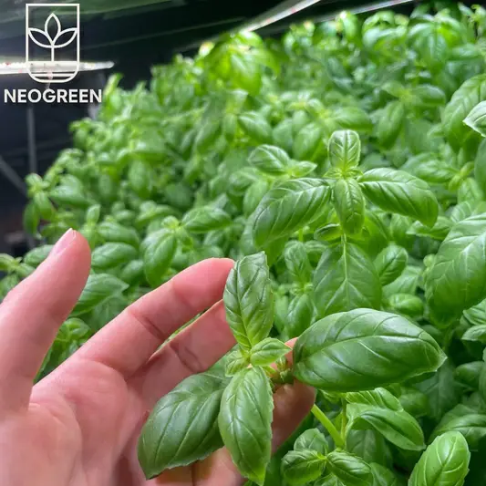 Фото компанії Neogreen