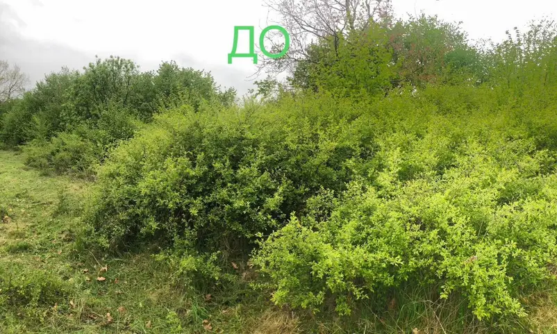Фото компанії Зріз дерев, вирізання чагарника
