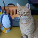 Фото компанії Зооготель "Lucky"