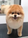 Фото компанії Groomer shop