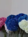 Фото компанії FloraGo