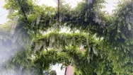 Фото компанії Ландшафт і озеленення