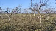 Фото компанії Послуги з чистки та зрізання дерев