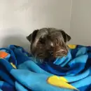 Фото компанії Ветеринарна клініка "O.Vet"