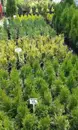 Фото компанії Садовий центр "Акварель"