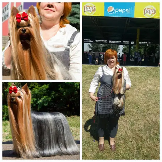 Фото компанії Стрижка собак і котів