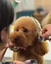 Фото компанії Грумінг студія "Kika Pet"