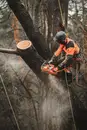 Фото компанії Послуга арбориста