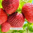 Фото компанії Садова ягода
