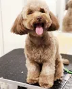 Фото компанії Iconic grooming