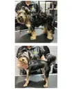 Фото компанії Грумінг салон "Pet Joy"