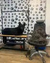Фото компанії Грумінг салон "Вільний Пес"