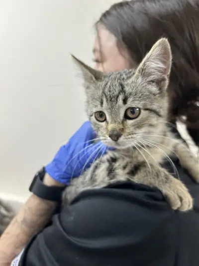 Фото компанії Overvet