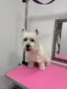 Фото компанії A&M PET GOODS