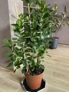 Фото компанії Nova Flora