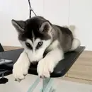 Фото компанії Mr Snoopy Grooming
