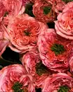 Фото компанії Elio Flowers