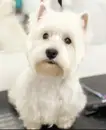 Фото компанії Iconic grooming
