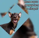 Фото компанії Ветеринарна клініка "VetLux"