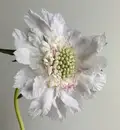 Фото компанії Ascension.flowers