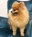 Фото компанії Mr Snoopy Grooming