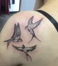 Фото компанії Tatoo