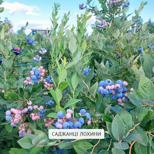 Фото компанії Садова ягода