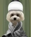Фото компанії Amur Pet spa