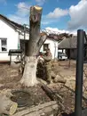 Фото компанії Очистка території, зрубка дерев