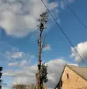 Фото компанії Обрізка дерев