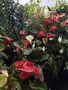 Фото компанії Магазин квітів "Квіти у дворику"