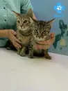 Фото компанії Ветеринарна клініка "DIVET"