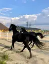 Фото компанії Кінно-спортивний клуб "Лідер"