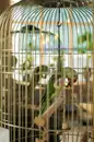 Фото компанії Кафе "green_parrot_cafe"