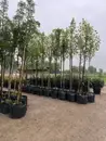 Фото компанії Садовий центр "Giant Tree"