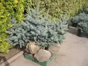 Фото компанії Садовий центр "Сакура"